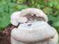 Borostás egyrétűtapló (Trametes hirsuta), Budai-hegység